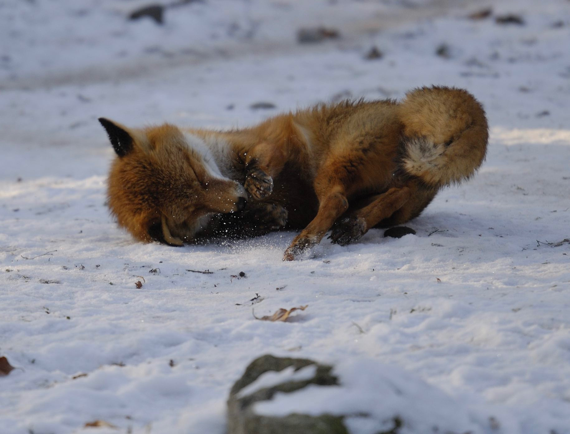 Im Tierpark Lange Erlen zieht der Winter ein - Prime News