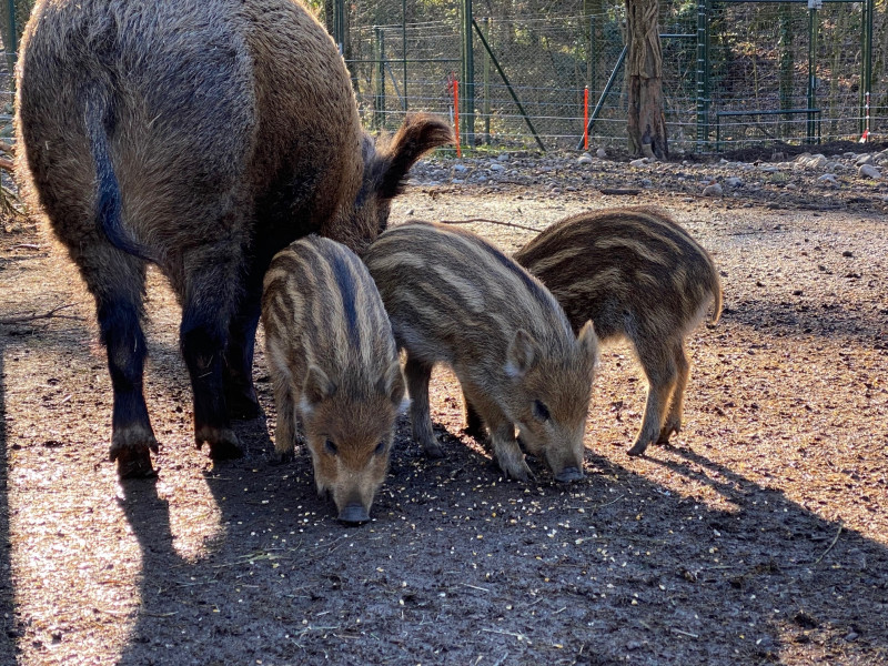 Frühlingsgefühle im Tierpark Lange Erlen - Prime News